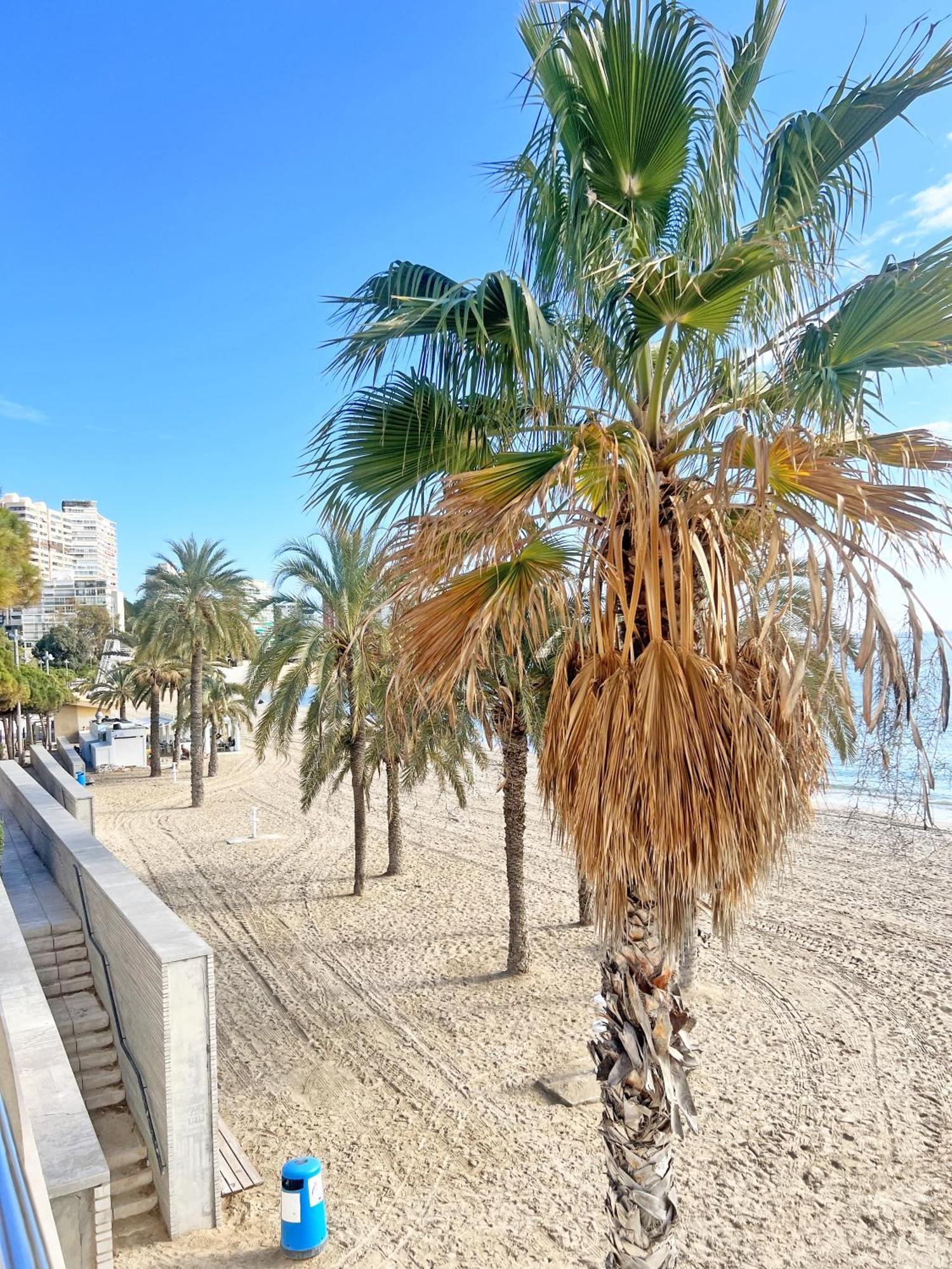 Apartament A 100 Metros De La Playa. Parking Gratuito Privado Alicante Zewnętrze zdjęcie